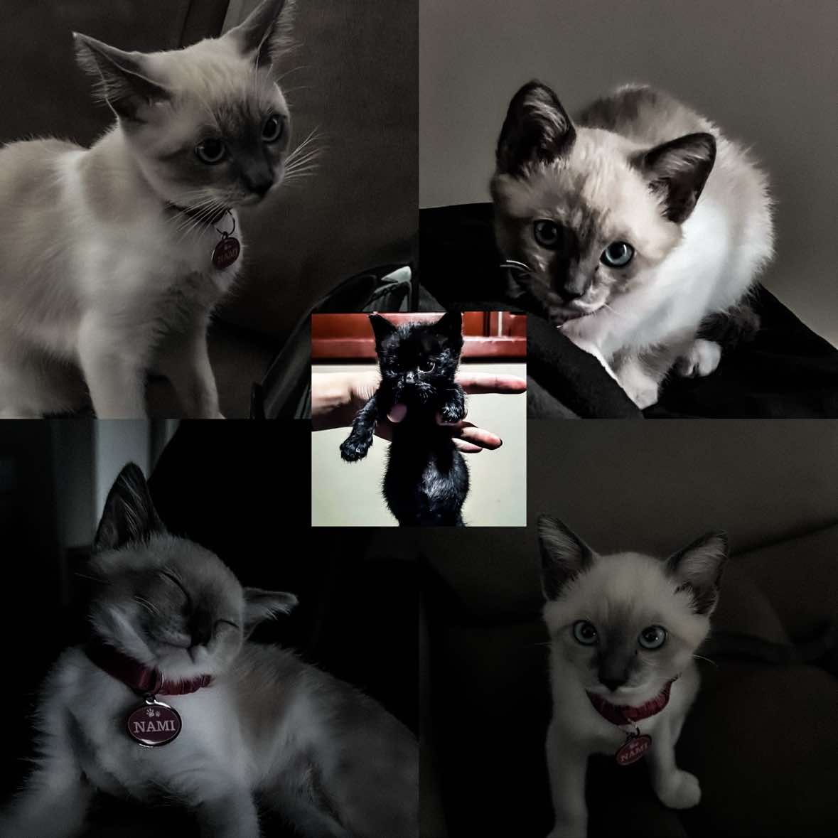 @𝐌𝐈𝐘𝐔𝐊𝐈