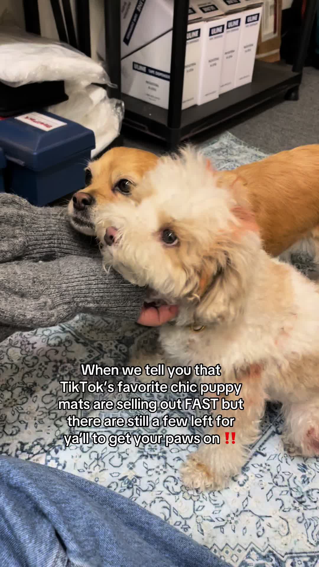 @Lovewag Pets