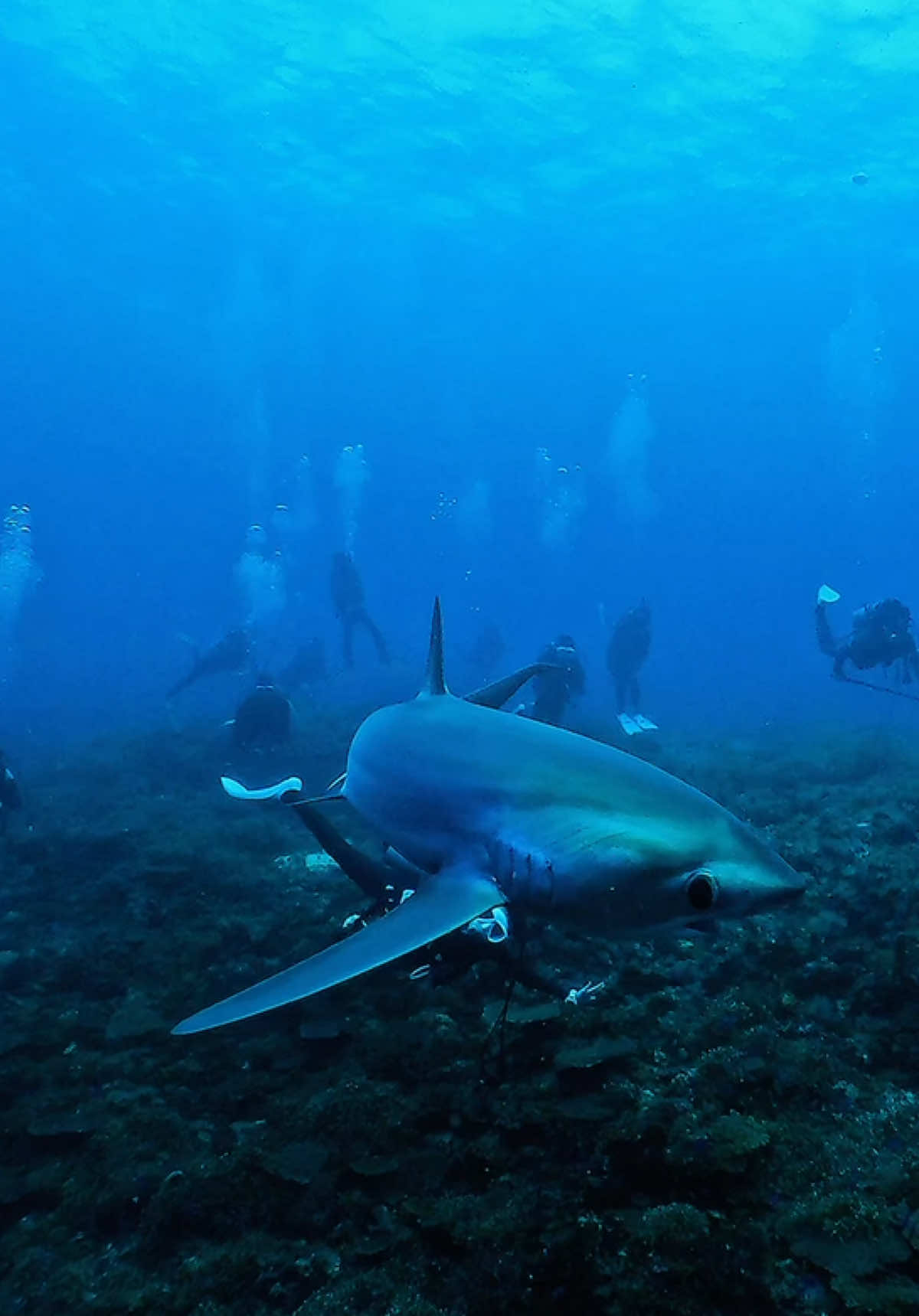 @深海あや🦈🤿