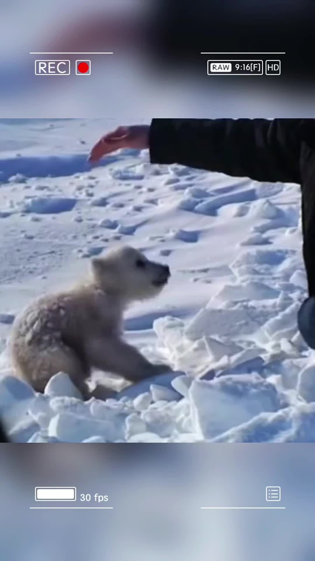 @Animals Scenes