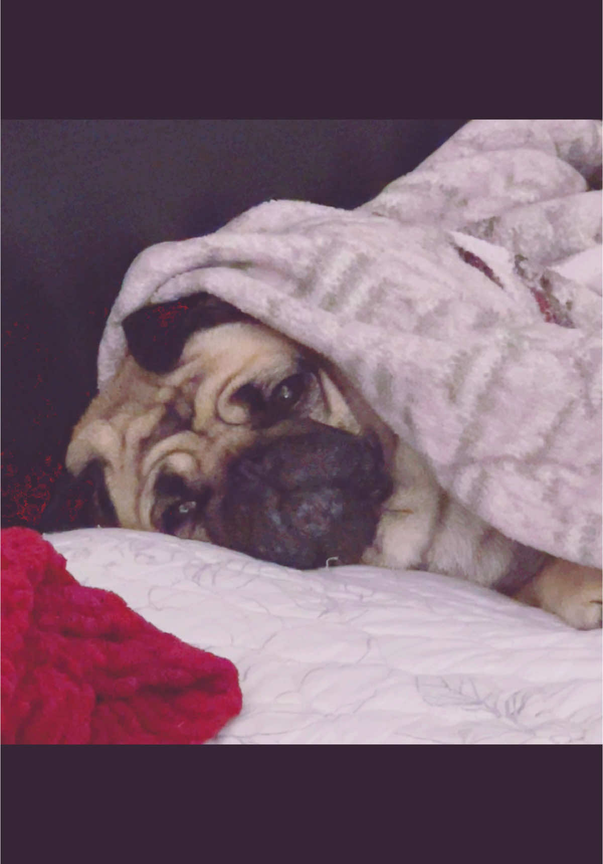 @Benji&Mia the Pugs