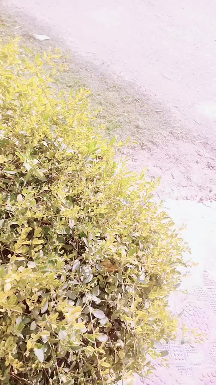 @Afsana Khan