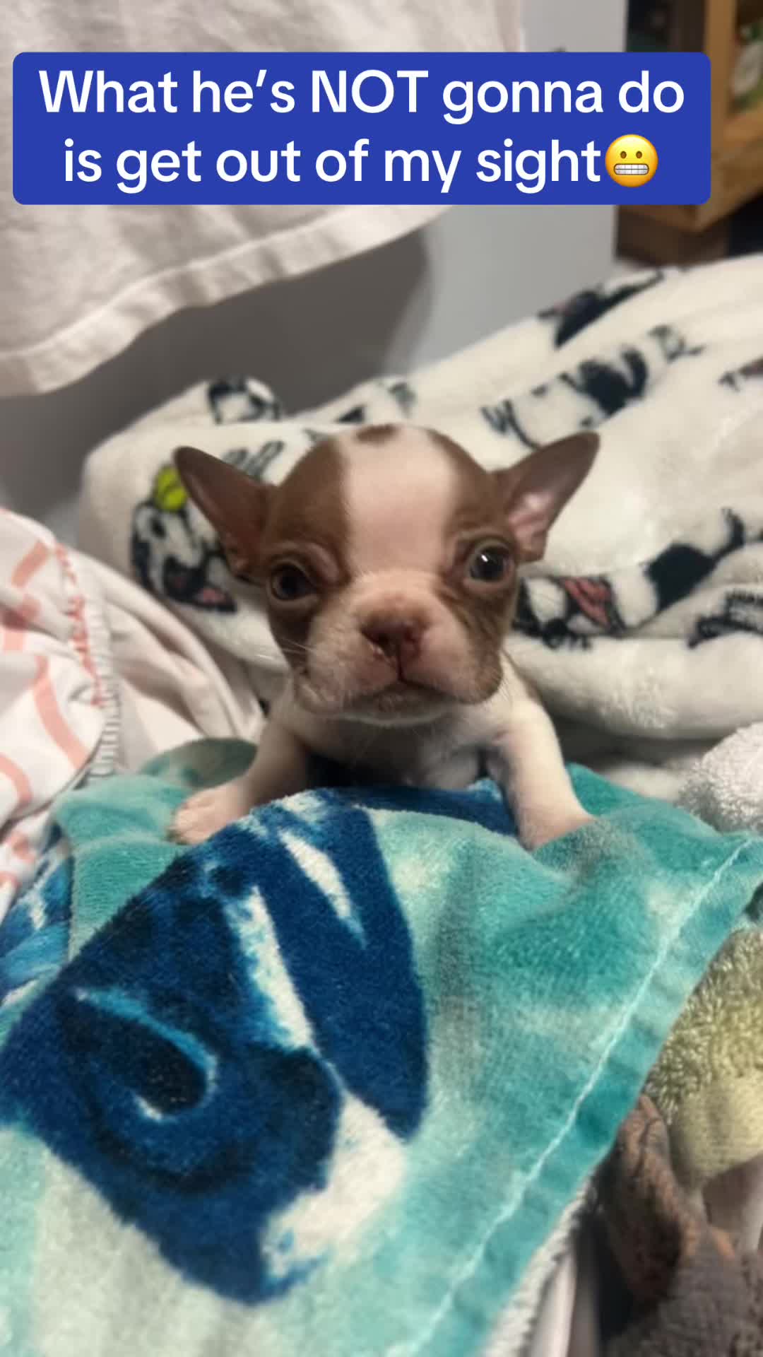 @SE Boston Terriers