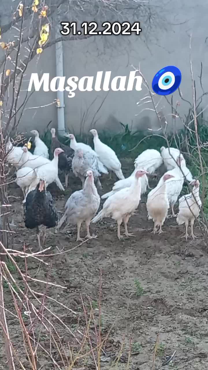 @Meşdağa_kend_heyvanları