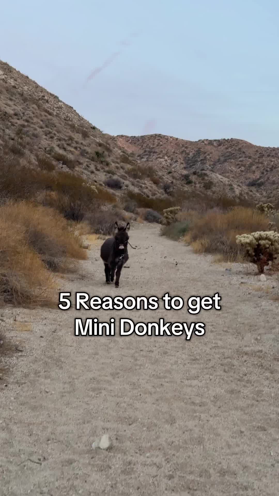 @mojaveminidonkeys