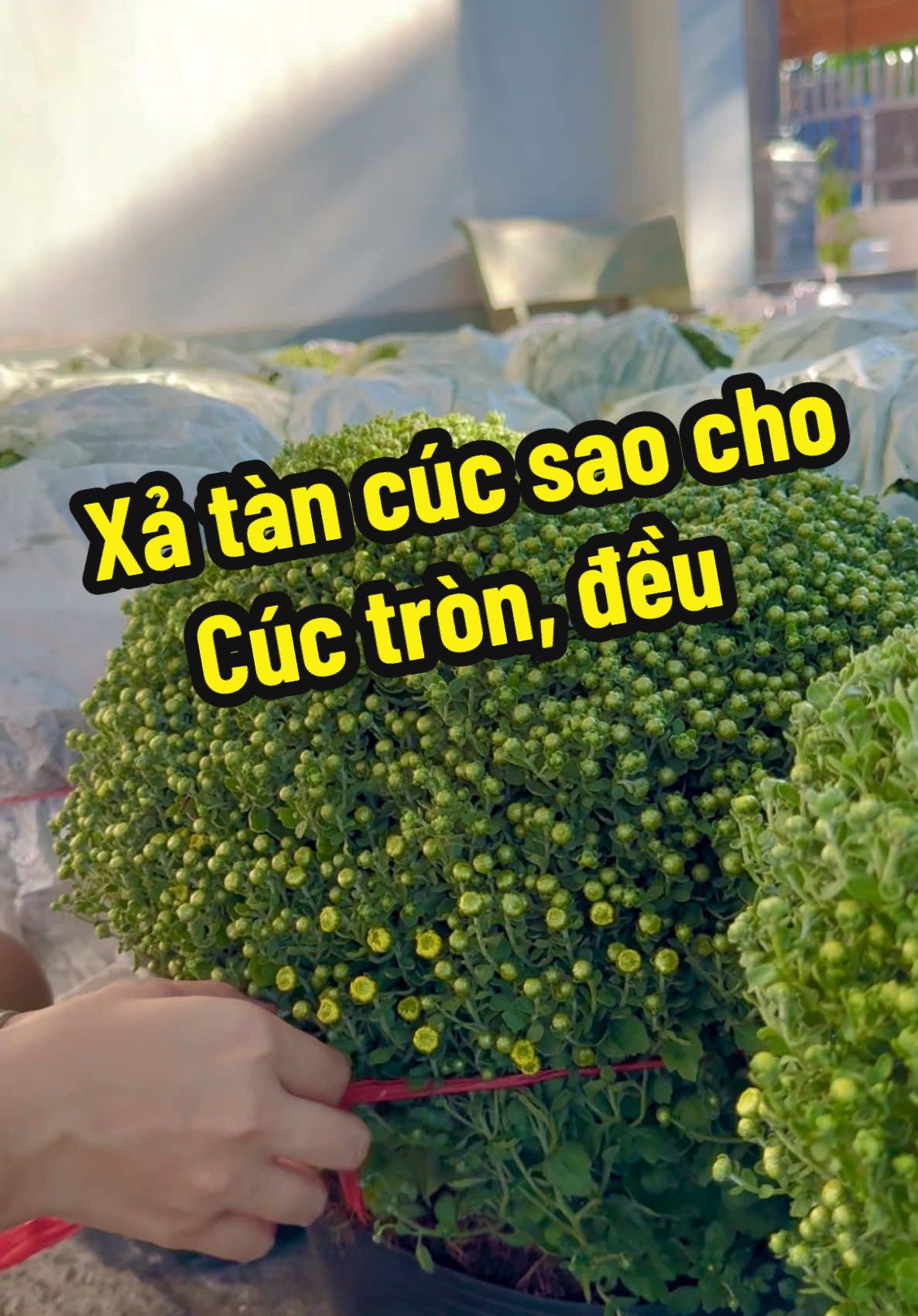 @Hoa Tươi Như Hoa Chợ Đ&igrave;nh