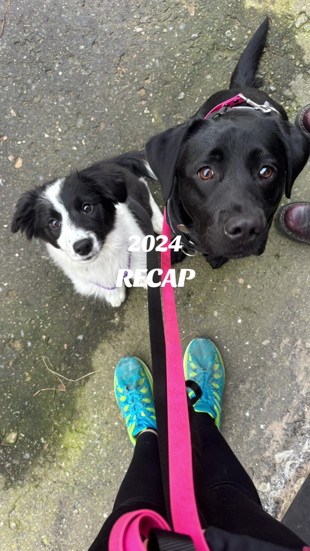 @labradors_gang_plus_one