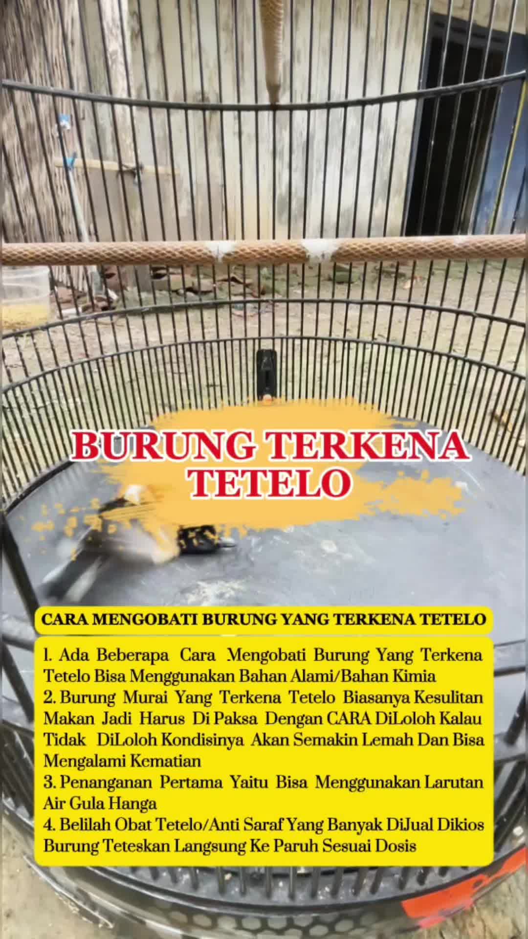 @fbkicaumania