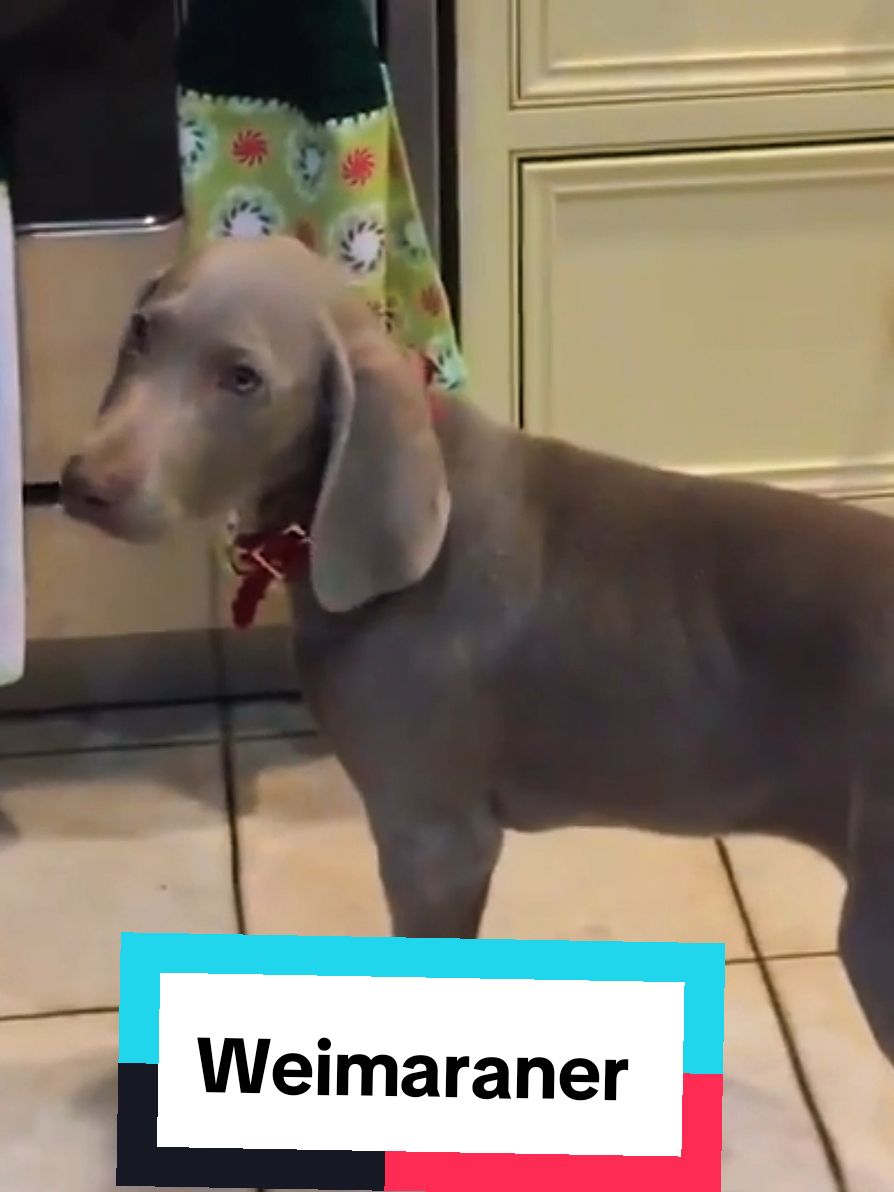 @petworld360