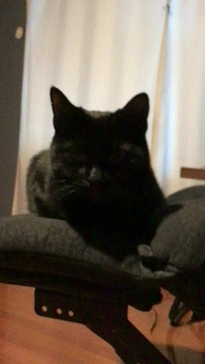 @mightycat83