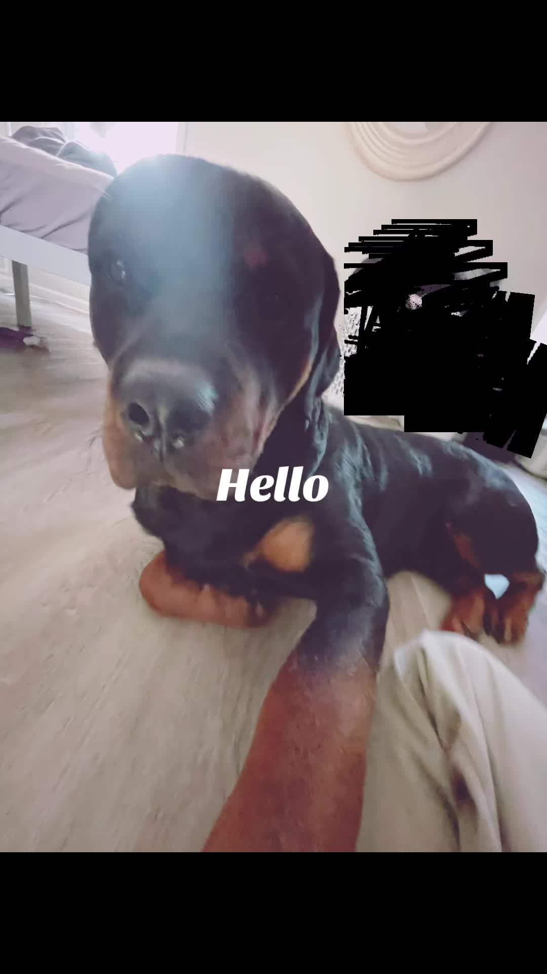 @Bear