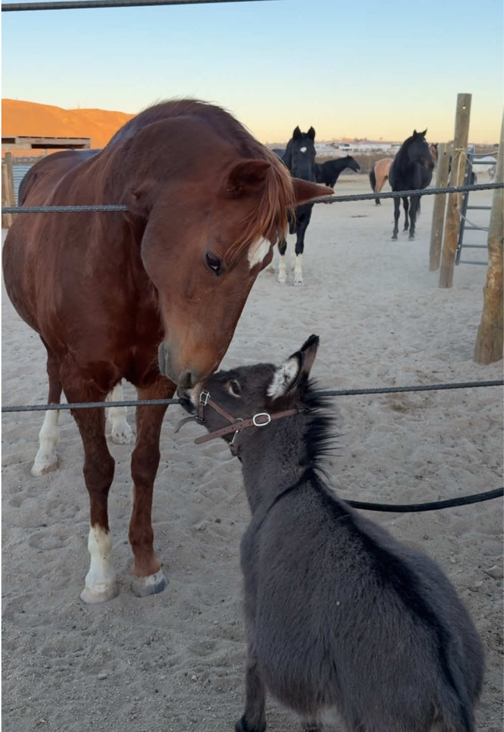 @mojaveminidonkeys