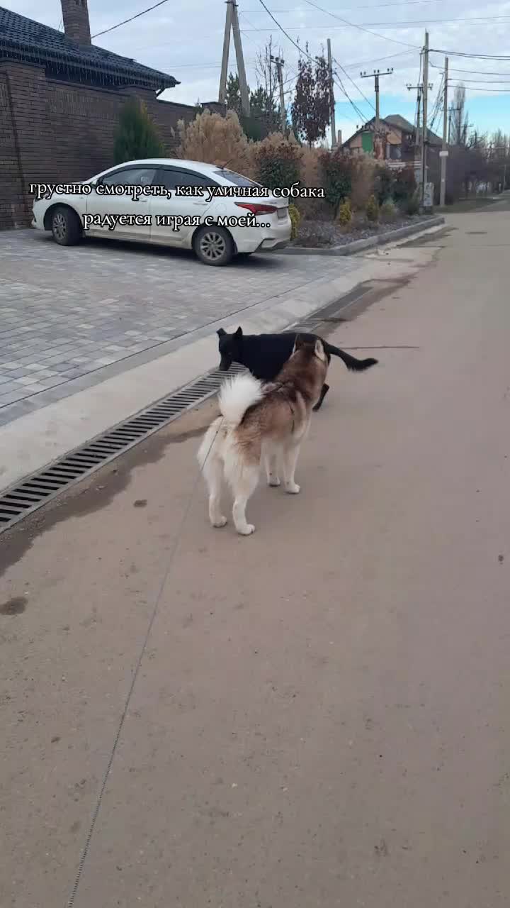 @ЗИМНЯЯ овчарка
