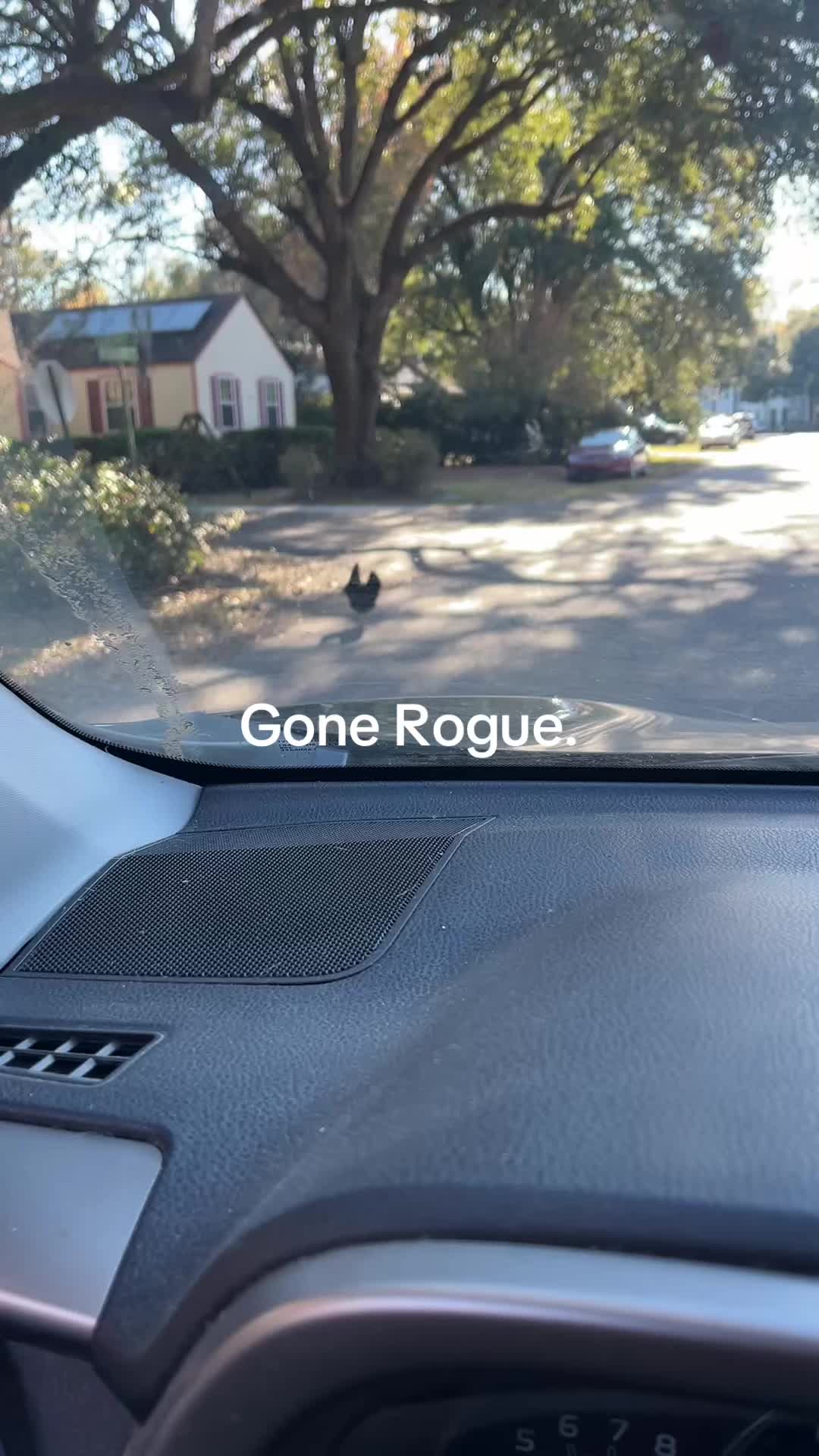 @parkcirclepetconcierge