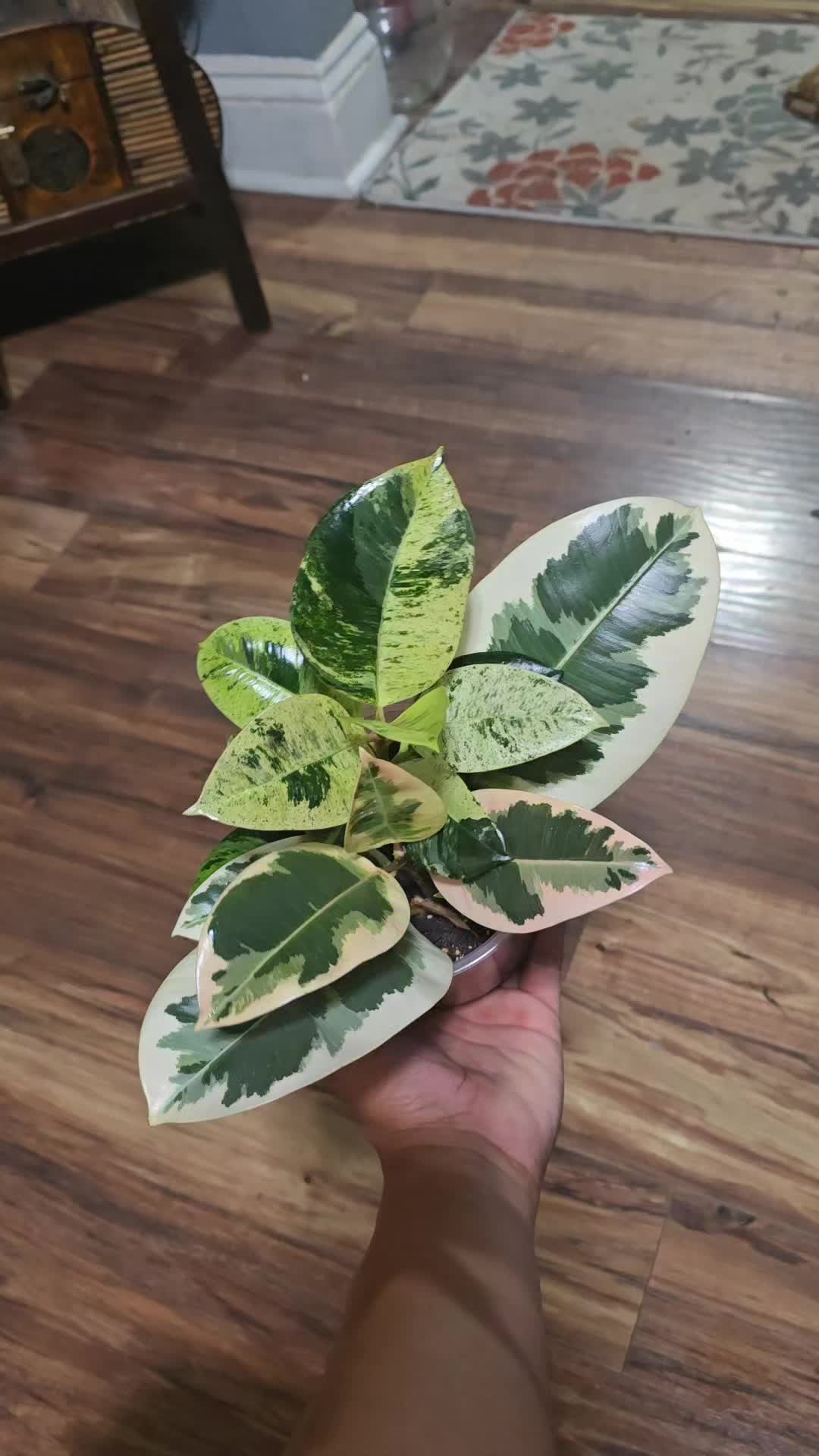 @JT - BigEGOPlants