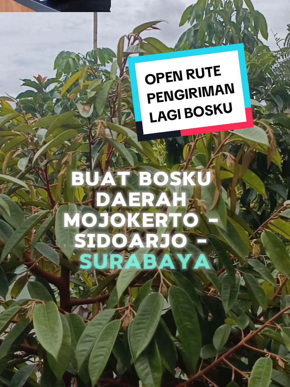 @Produksi Buah_SBS
