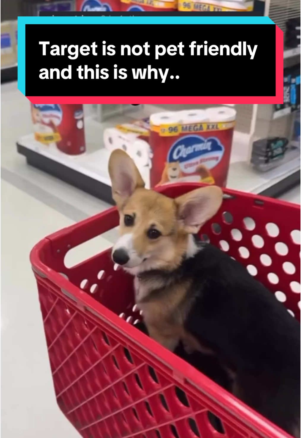 @Dakota & Pups