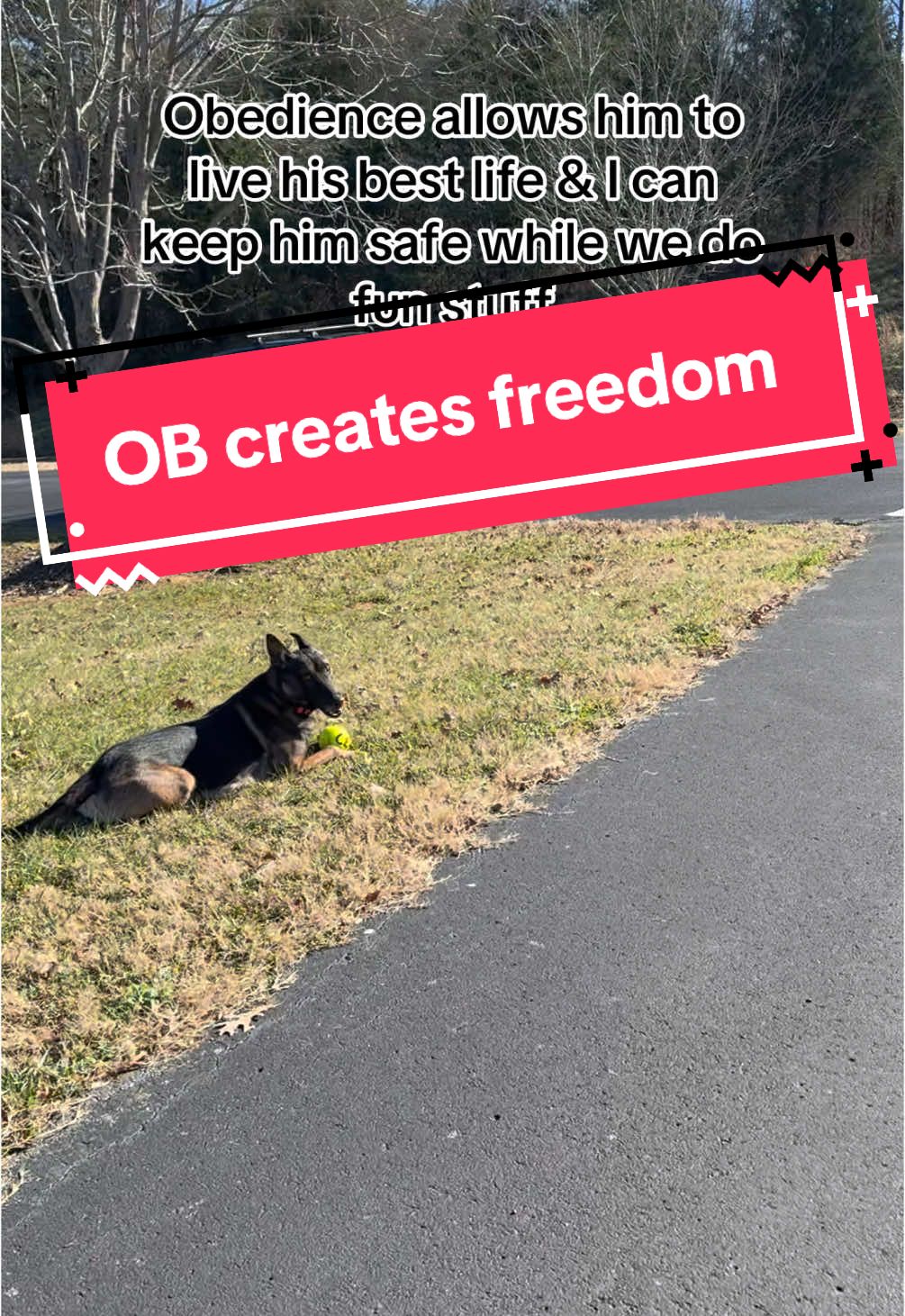 @DivineCanineDogTraining