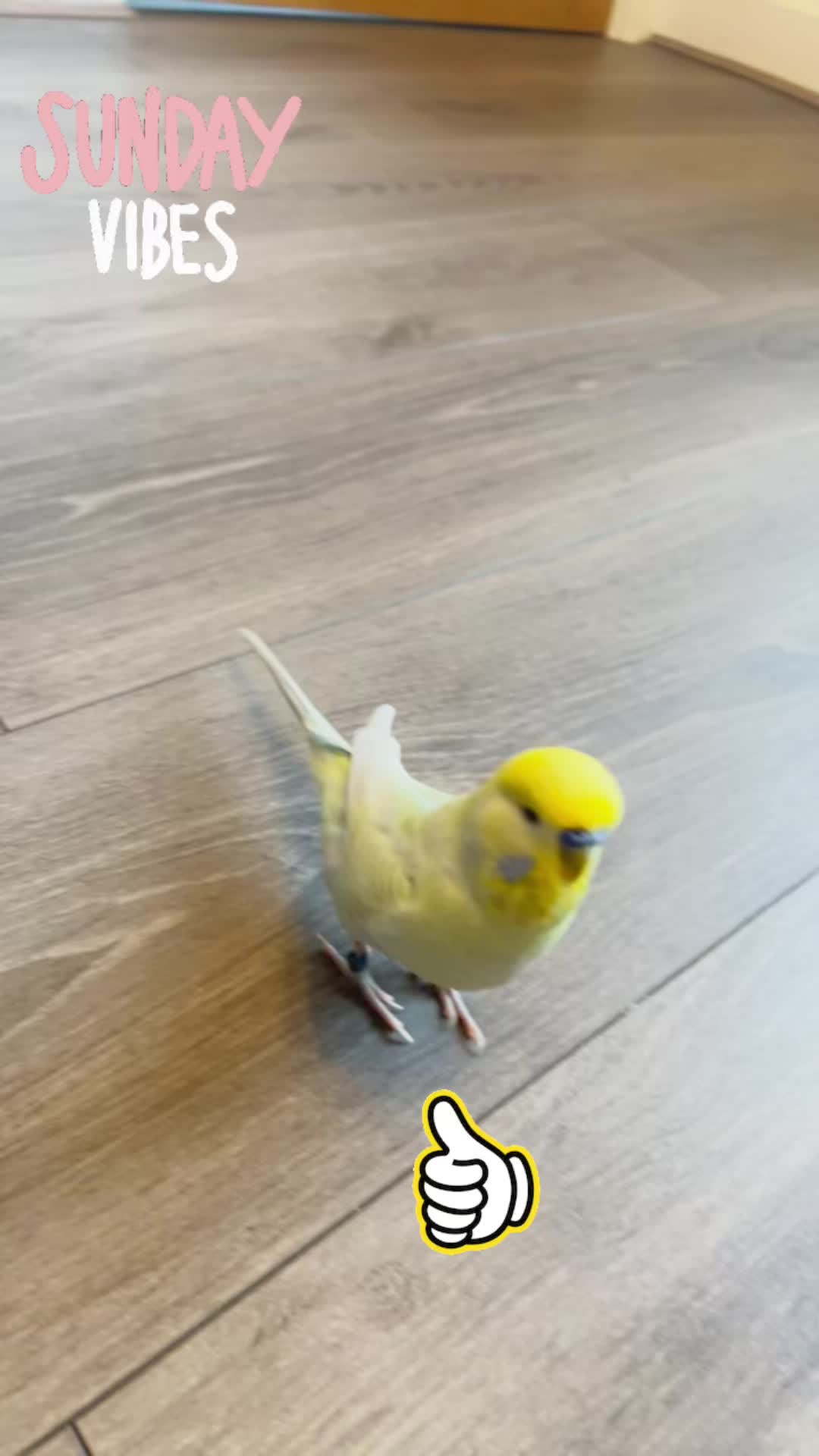 @Raju The Budgie