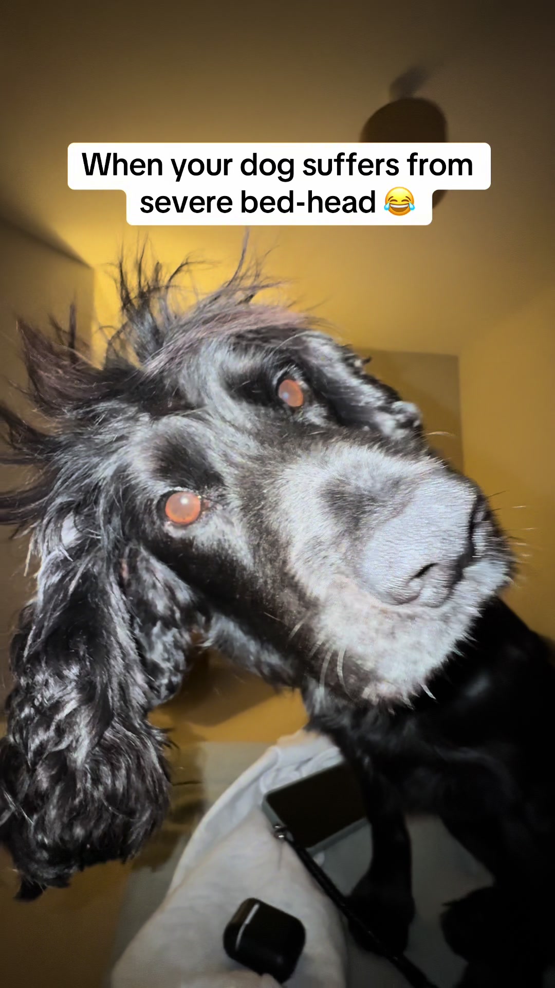 @Spaniel Explorers