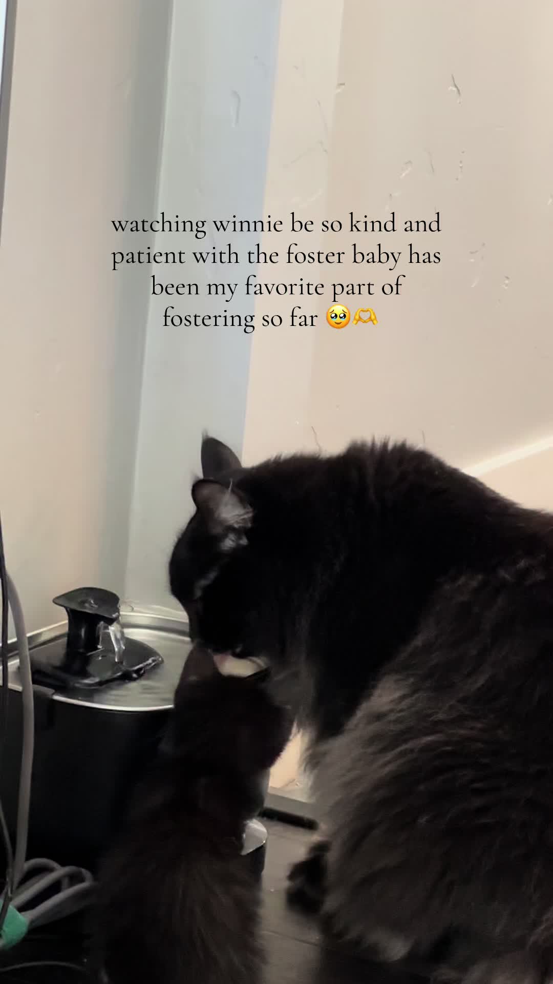@bffs | brie&rsquo;s feline friends