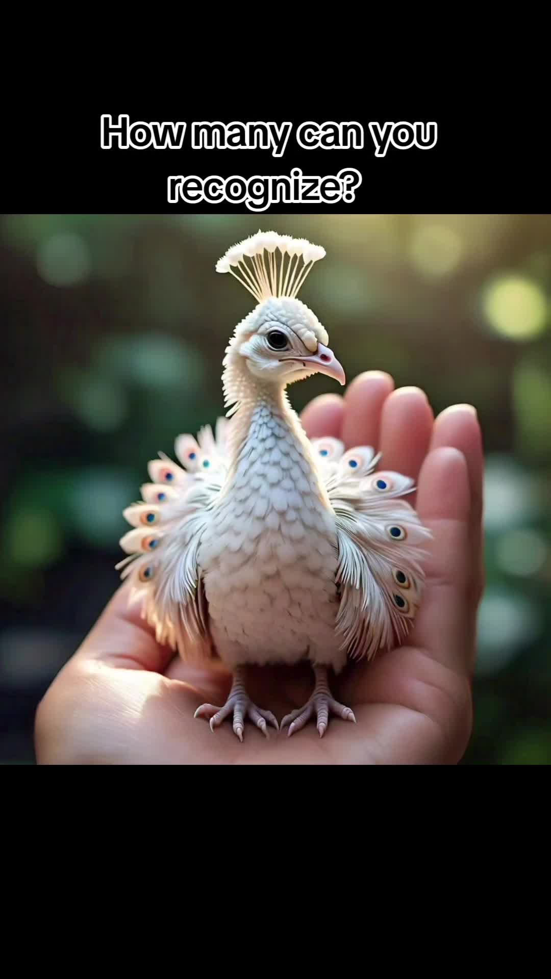 @Bird Man🦅 🇿🇦