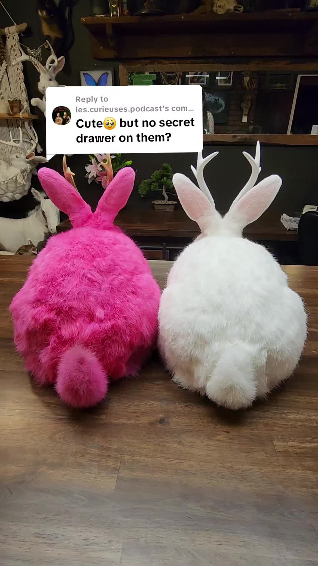 @May Jackalope Taxidermy 🇨🇦