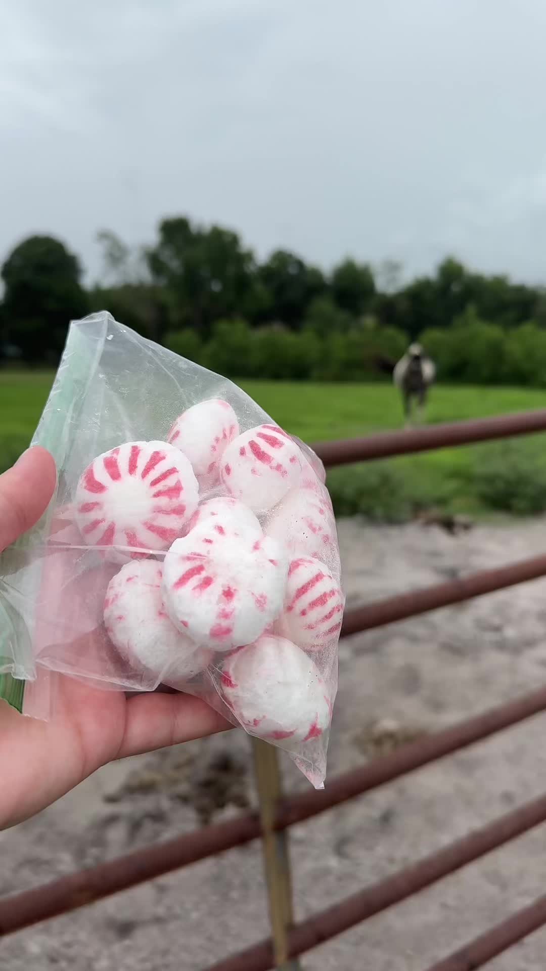 @Panda the Pony