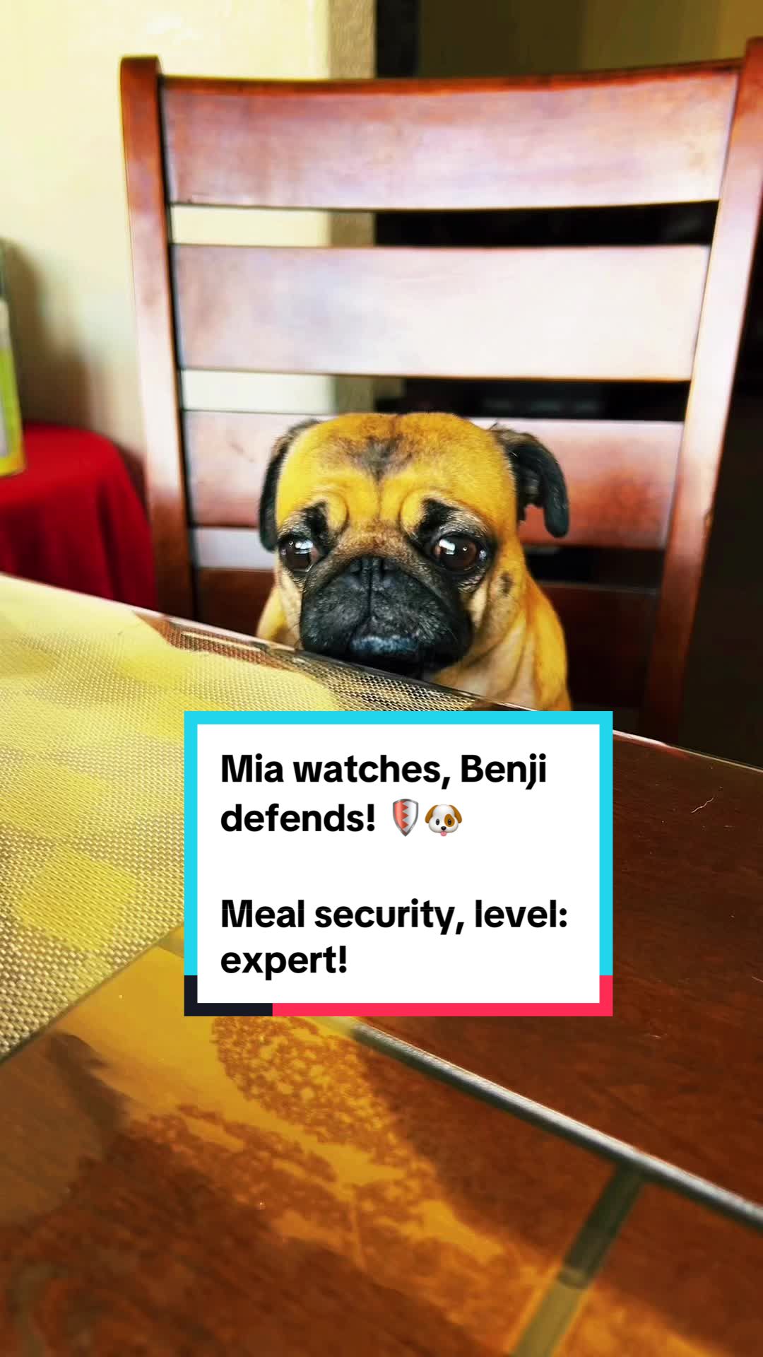 @Benji&Mia the Pugs