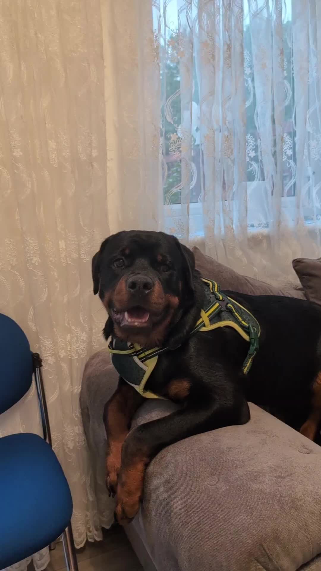 @Rio The Rottie 🐾🐶