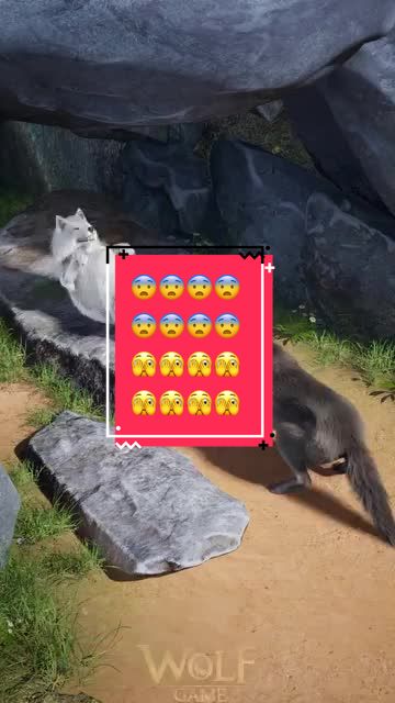 @YVVY