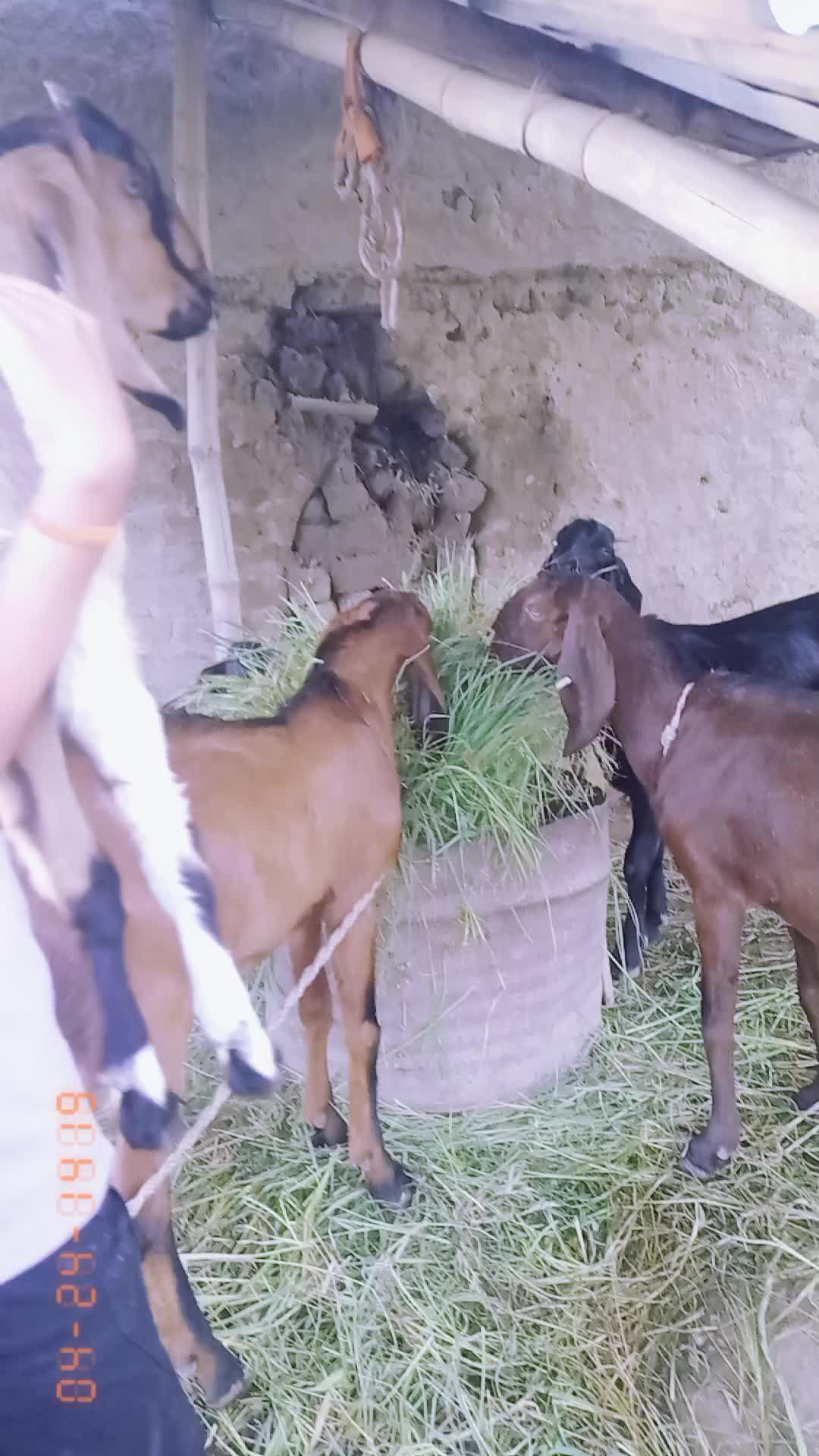 @Uma Neupane Paudel