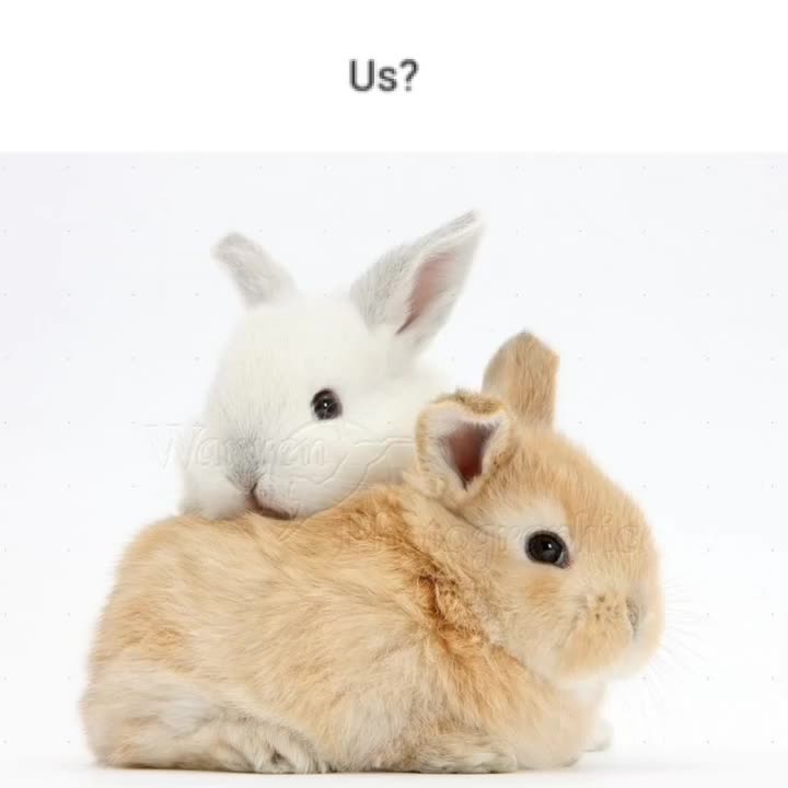 @I like bunnies