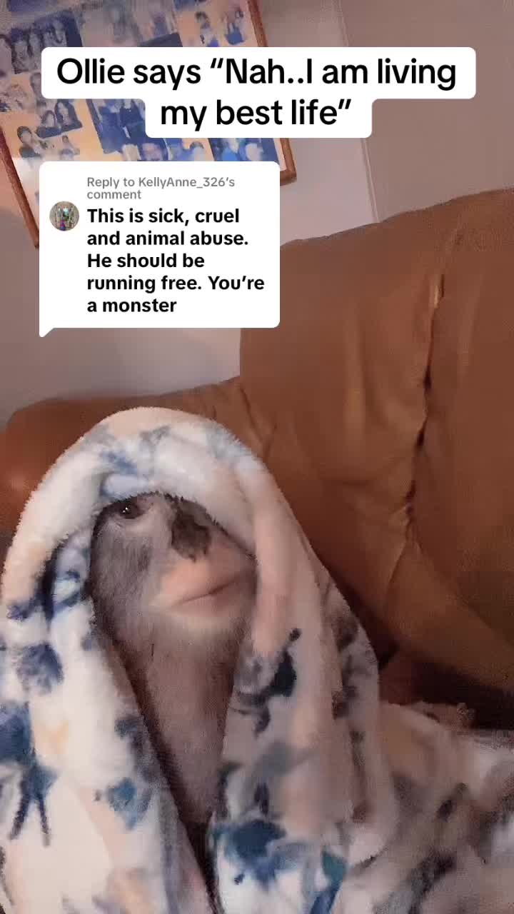 @Oliver and Company 🐒