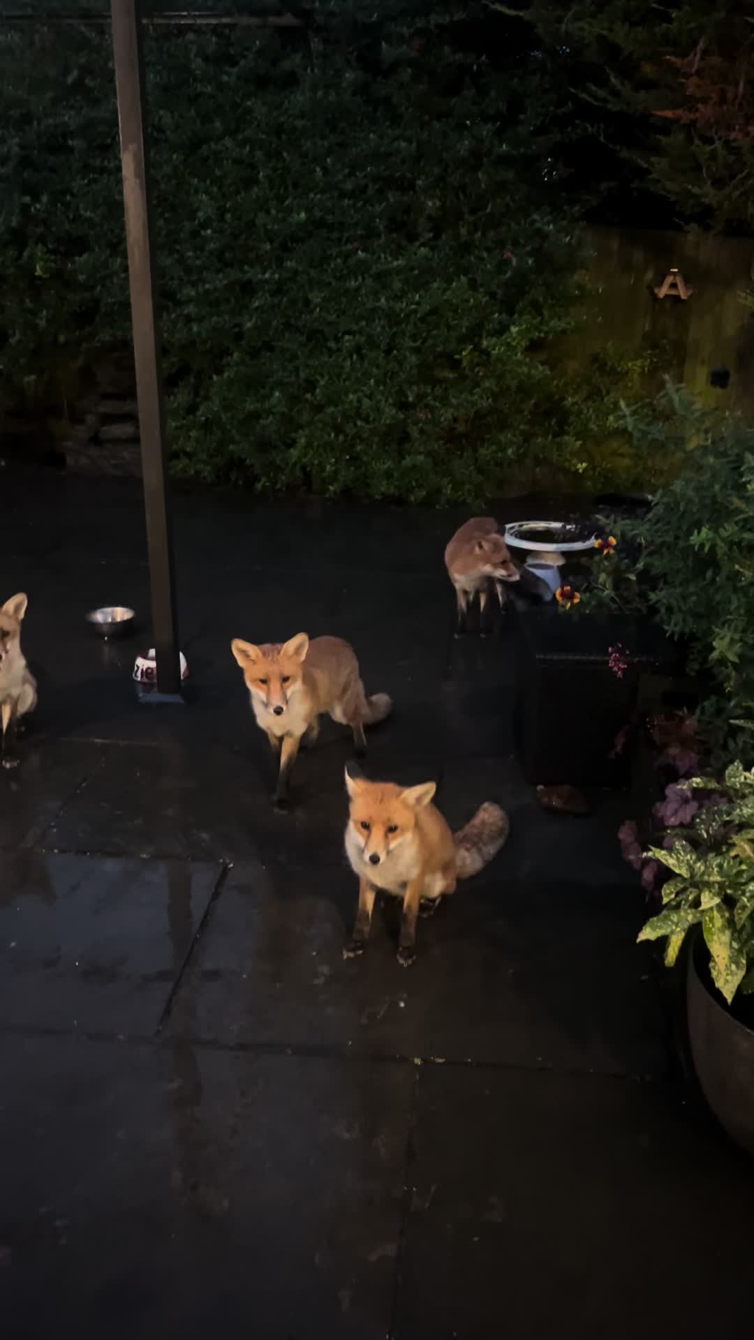 @gp_wildlife