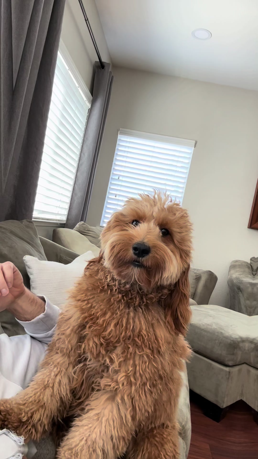 @TuckerTheTurlockDoodle