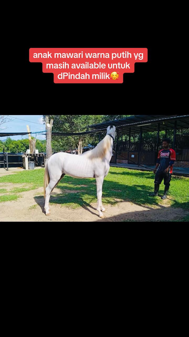 @Subdepo Arabian Park