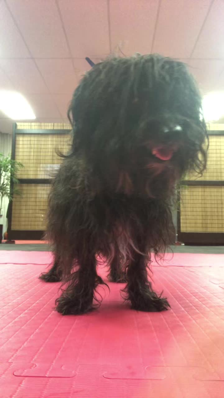 @linksmartialarts