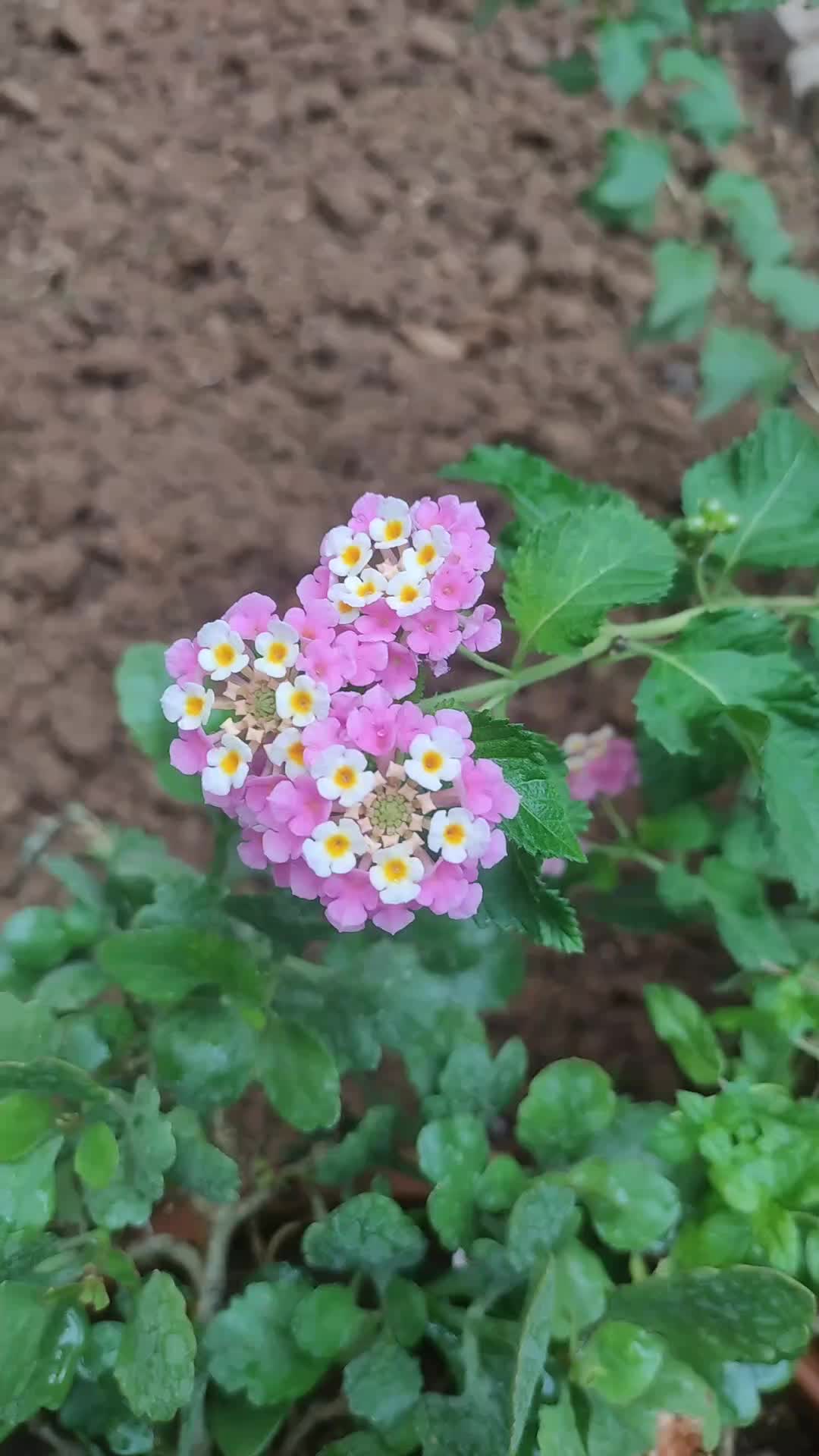 @koceroo47
