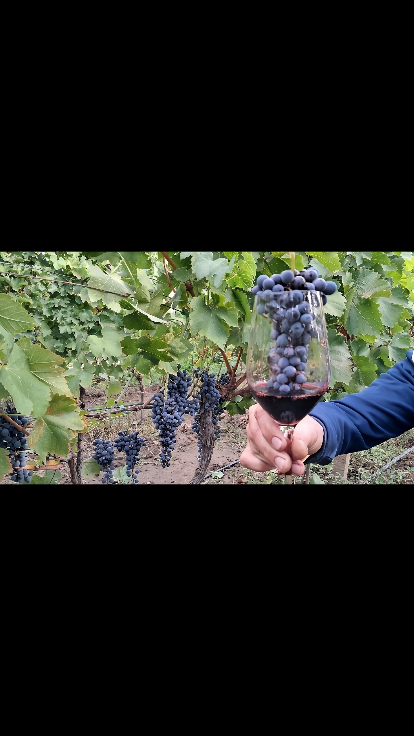 @Минчо Танков