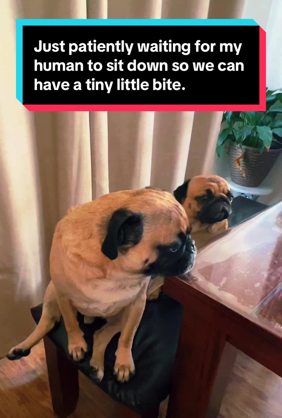 @Benji&Mia the Pugs