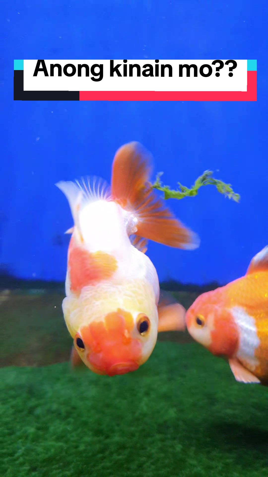 @Ace Aquascape