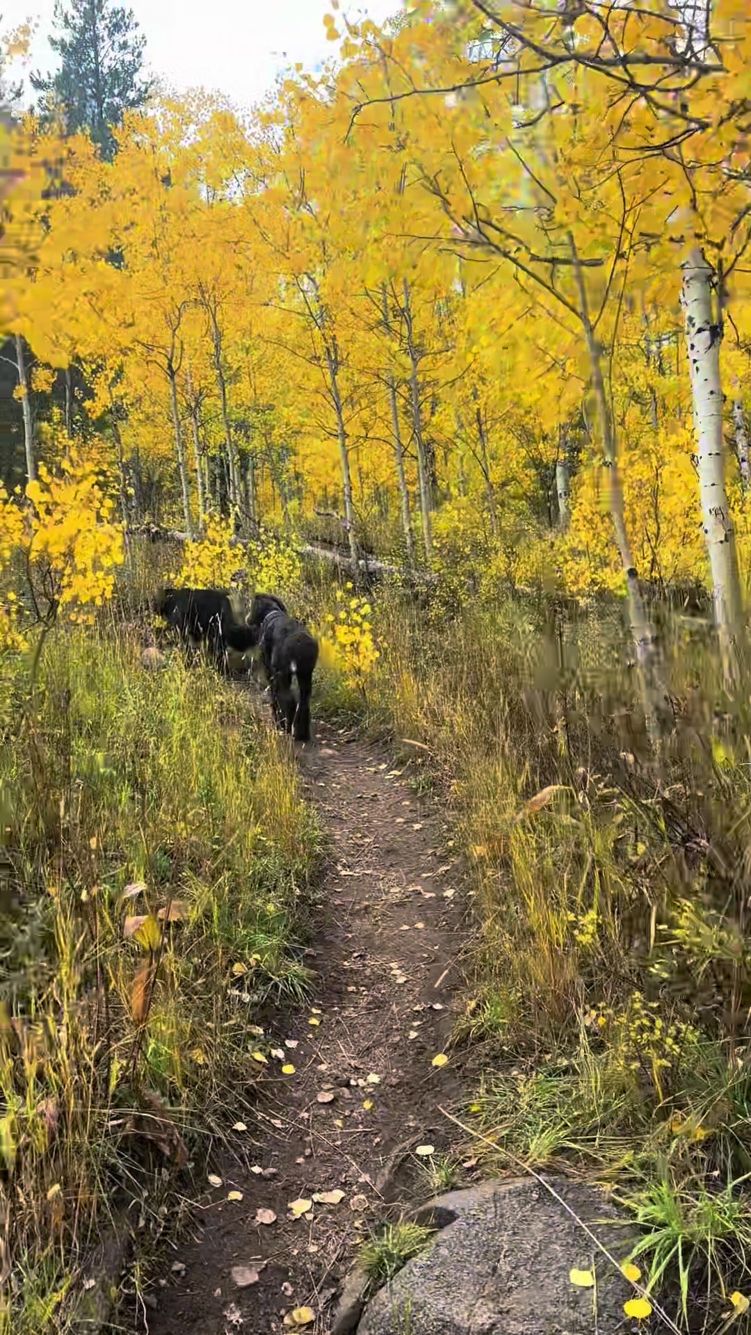 @Bernedoodlemama