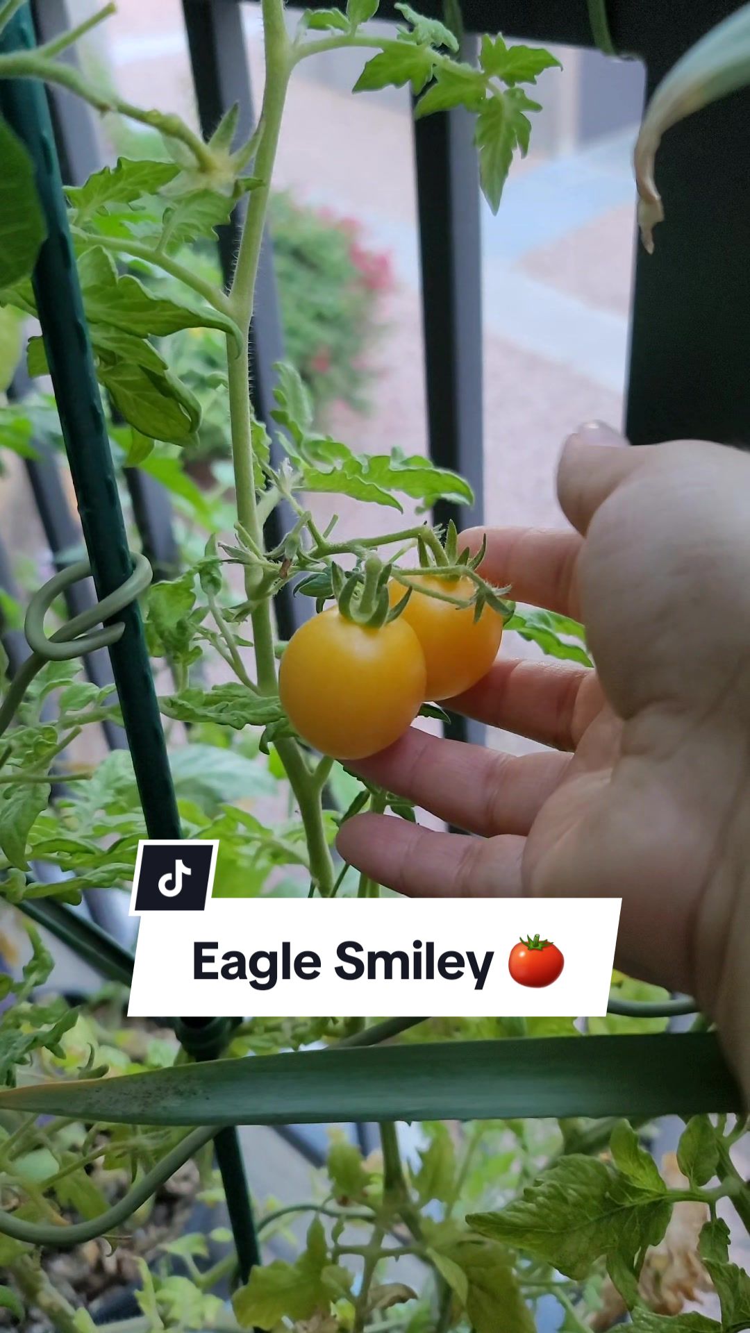 @Sandra | Balcony Gardener