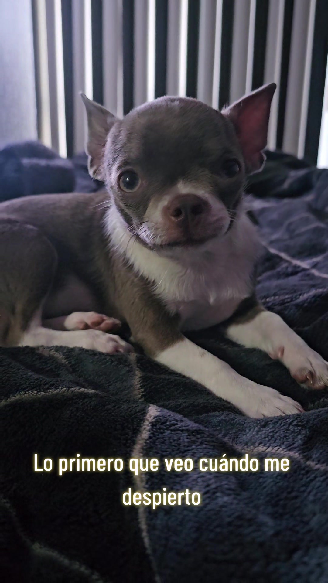 @RufinaChihuahua