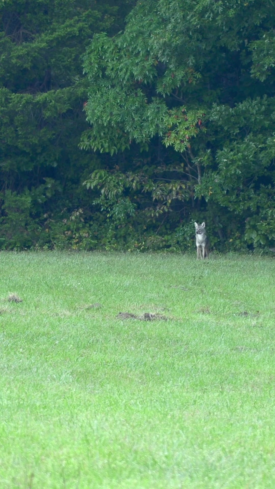 @FOXPRO Game Calls