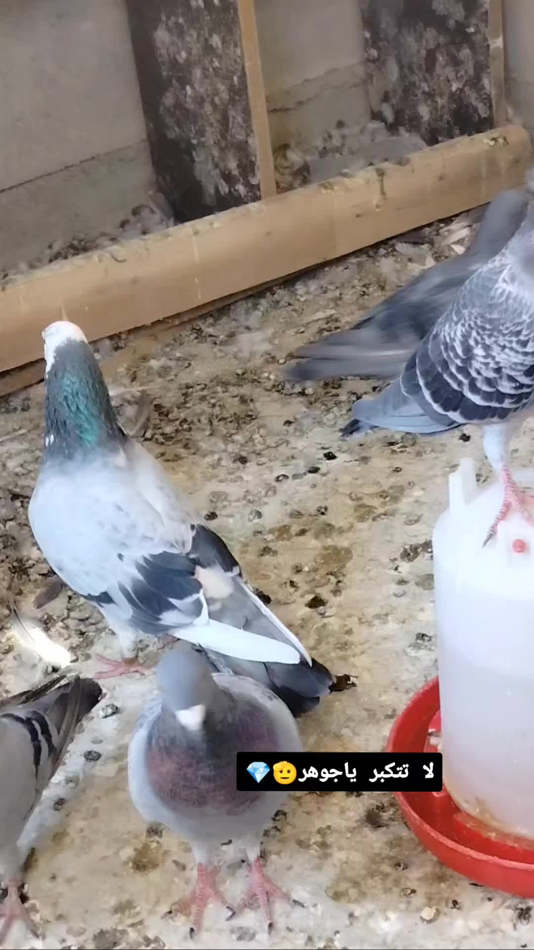 @ملك الزاجل