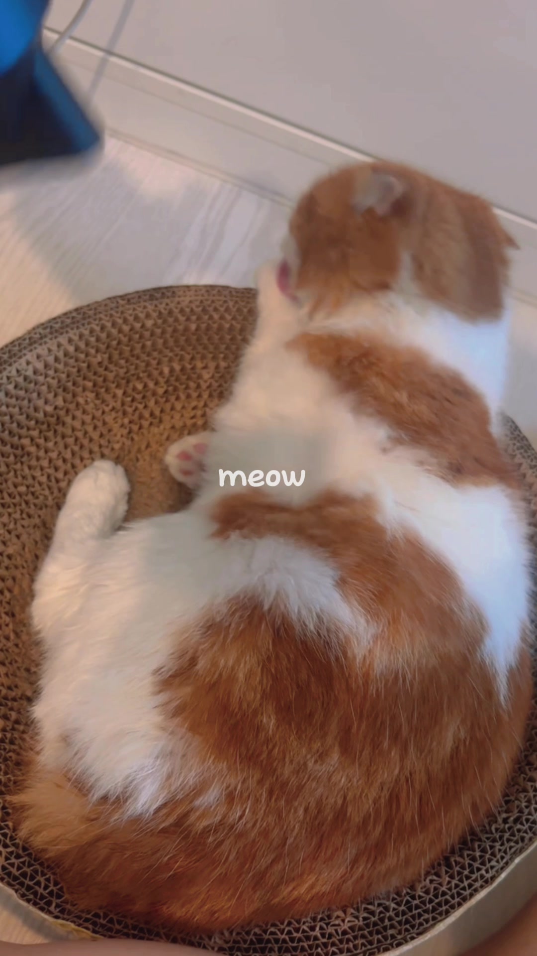 @imbeny김벤 🎀
