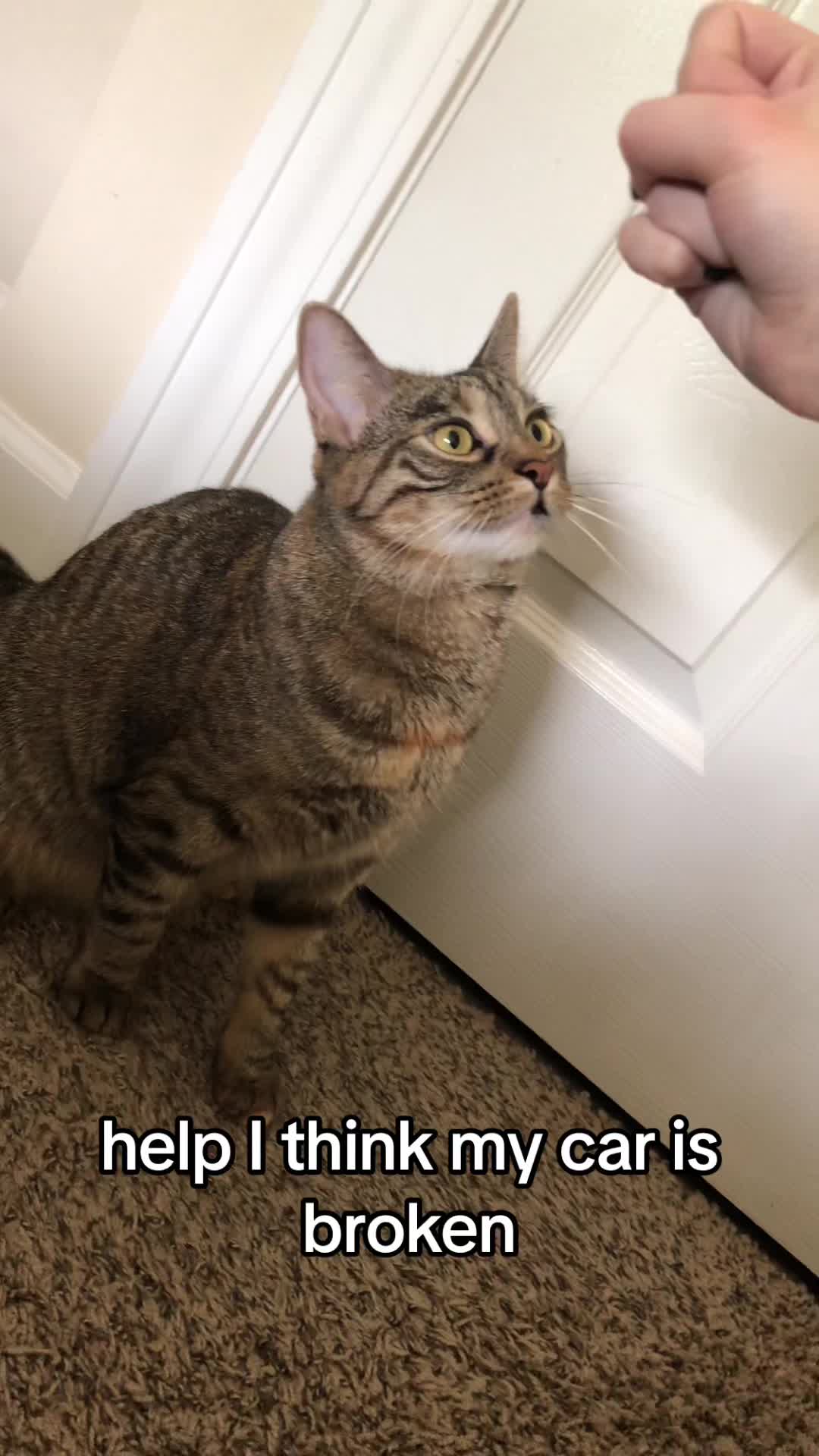@Rena