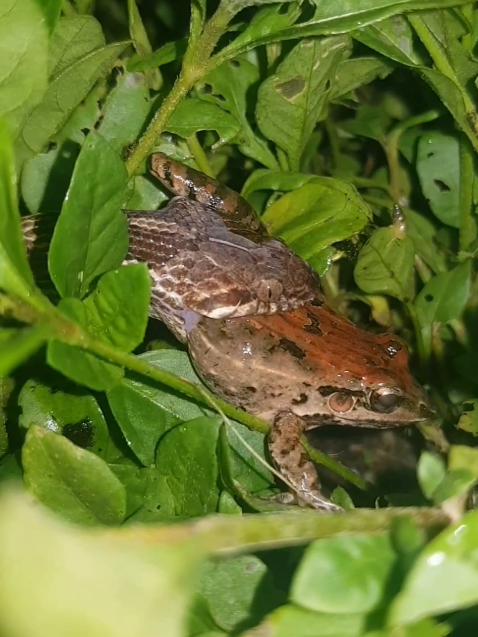 @the_wildlife_master